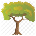 Birch Tree  Icon