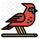 Bird Cardinal Zoo Icon