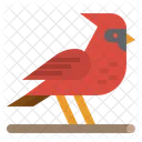 Bird Cardinal Zoo Icon