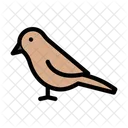 Bird Dove Fly Icon