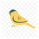 Bird Dove Pigeon Icon