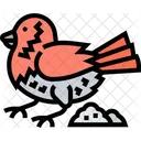 Bird Cardinal Northern Icon