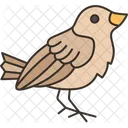 Bird Nightingale Songbird Icône