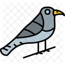Bird Corvus Crow Icon
