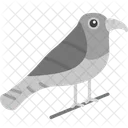 Bird Corvus Crow Icon