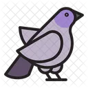 Bird Animal Pet Icon