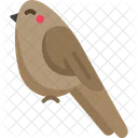 Bird  Icon