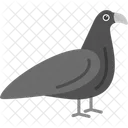 Birds Dove Animal Icon
