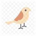 Birds Nature Bird Icon