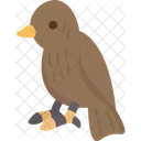 Birds  Symbol