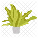 Birds nest fern  Icon