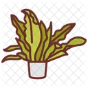 Birds Nest Fern Ferns Snake Plant Icon