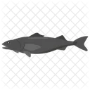 Black cod  Icon