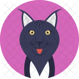 Black Feline  Icon