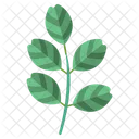Black Locust Leaf  Icon