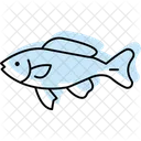 Black Molly Fish Blackmollyfish Pet Icon