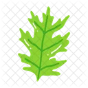 Leaf Ash Leaf Beech Leaf Icon