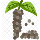 Black pepper  Icon
