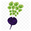 Black radish  Icon