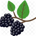 Blackberry  Icon