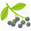 Blackberry Berry Berries Icon