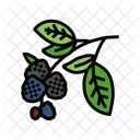 Blackberry Branch  Icon