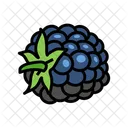 Blackberry Fruit  Icon