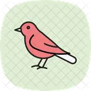 Blackbird Bird Black Icon