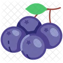 Blackcurrant Berry Grape Icon