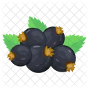 Blackcurrant  Icon