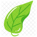 Leaf Ash Leaf Beech Leaf Icon