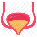 Bladder Urinary System Bladder Function Icon