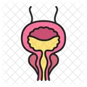 Bladder Urinary Organ Icon