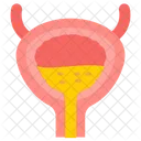 Bladder Urinary Bladder Urinary System Icon