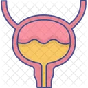 Bladder Human Organ Icon