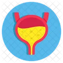 Bladder  Icon