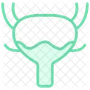 Bladder  Icon