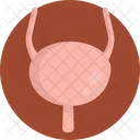 Bladder  Icon