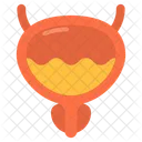 Bladder  Icon