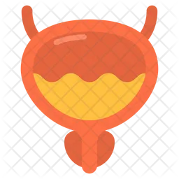 Bladder  Icon
