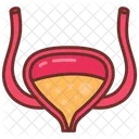 Bladder  Icon