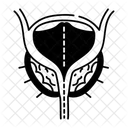 Bladder Neck  Icon