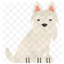 Blanco  Icono