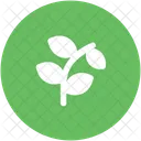 Blatt Zweige Pflanze Symbol