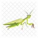 Blattmantis  Symbol