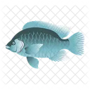 Blauer Tilapia  Symbol