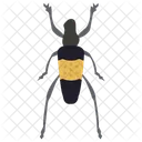 Blister Beetle Insect Scarab Beetle Icon
