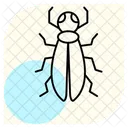 Blisteringbeetle  Icon