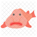 Blobfish  Icon