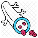Medical Medicine Artery Icon